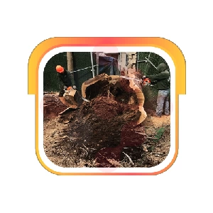 Tarzan Tree Removal: Professional Toilet Maintenance in Perry